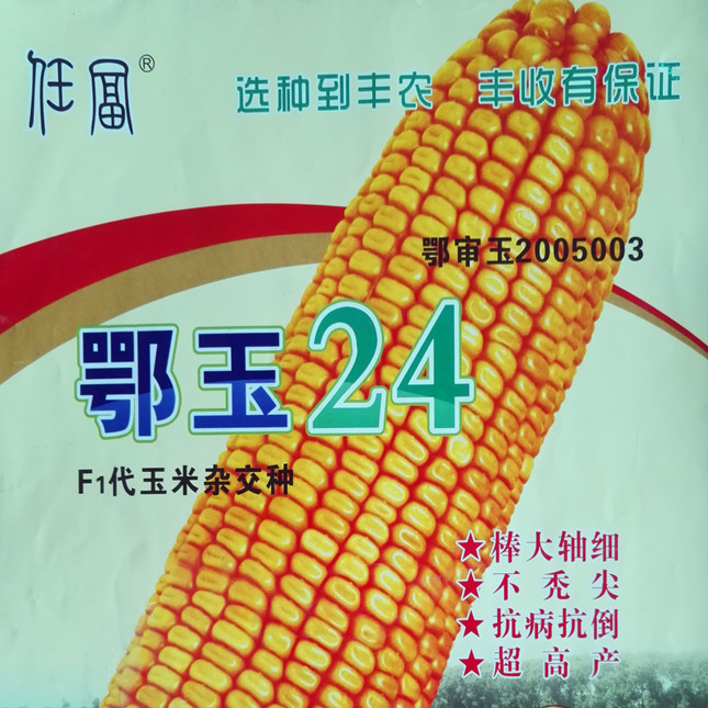 鄂玉24