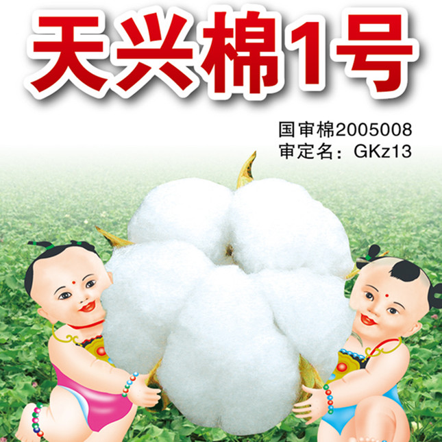 天兴棉1号